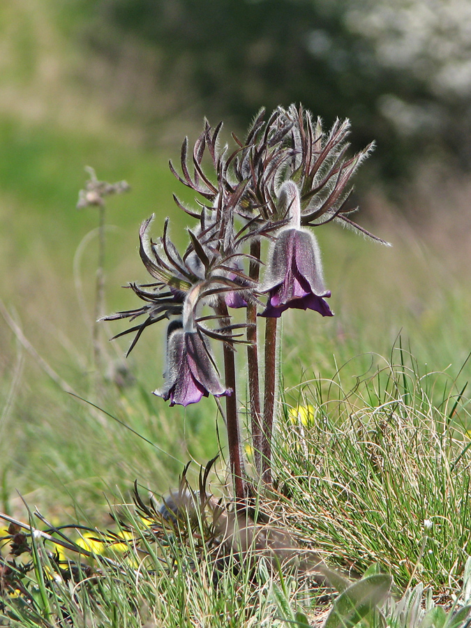 Image of Pulsatilla bohemica specimen.