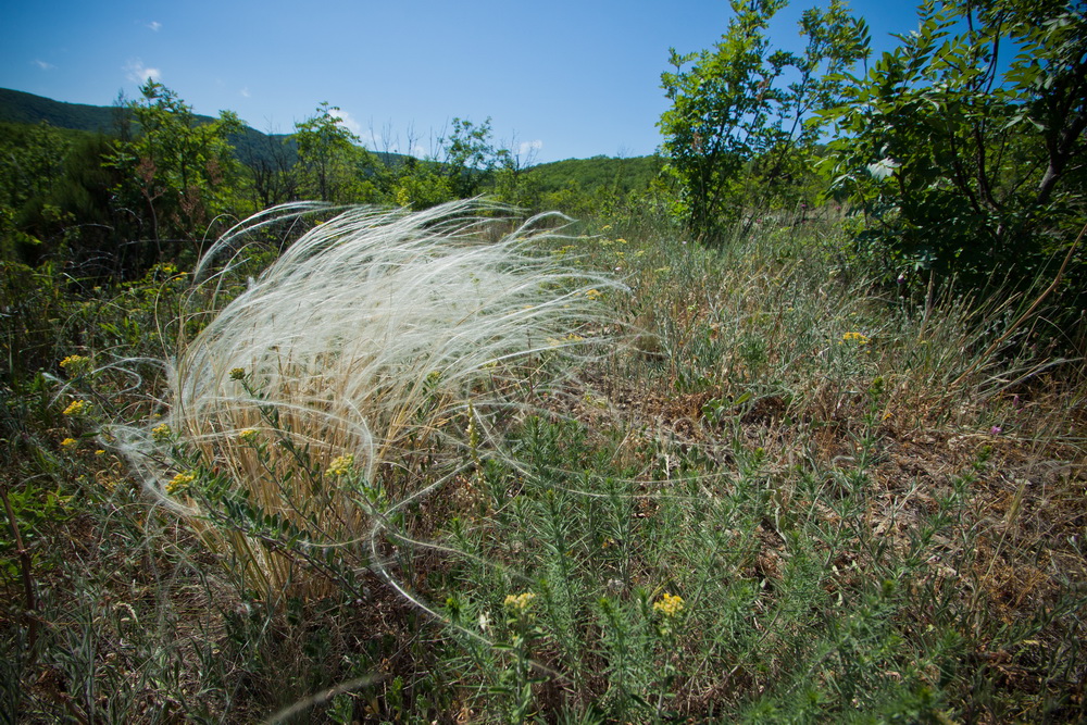 Изображение особи род Stipa.