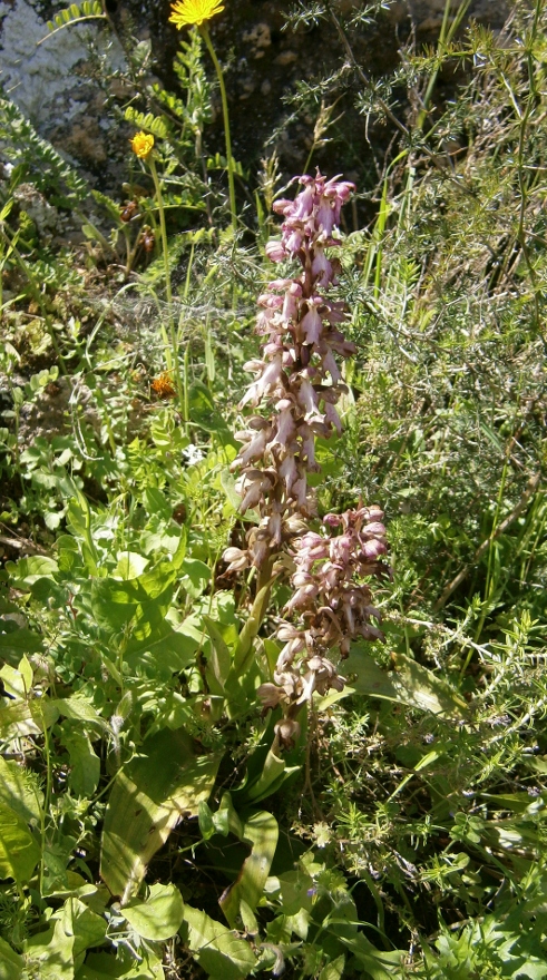 Image of Himantoglossum robertianum specimen.