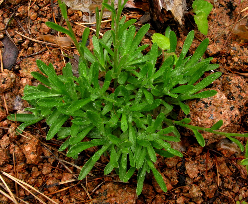 Изображение особи Eritrichium pectinatum.