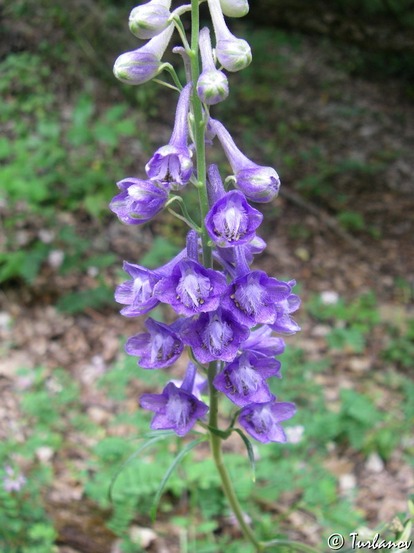 Image of Delphinium fissum specimen.