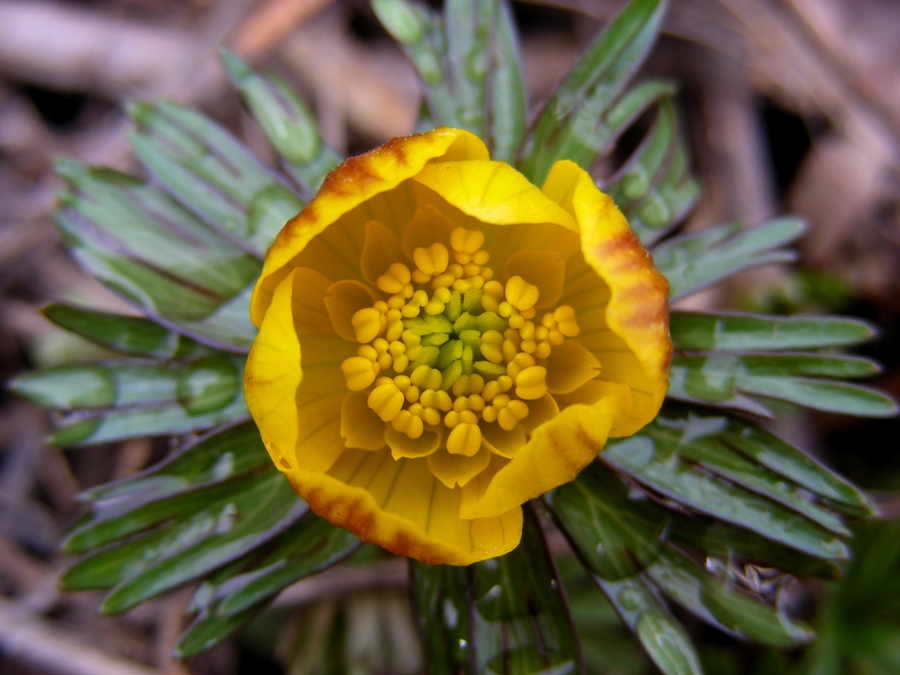 Image of Eranthis longistipitata specimen.