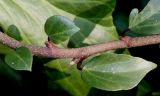 Hedera colchica