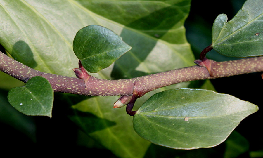Изображение особи Hedera colchica.