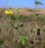 Potentilla argentea. Верхняя часть цветущего растения. Ростовская обл., дельта Дона, Азовский р-н, окр. с. Рогожкино, песчаный луг. 09.10.2013.