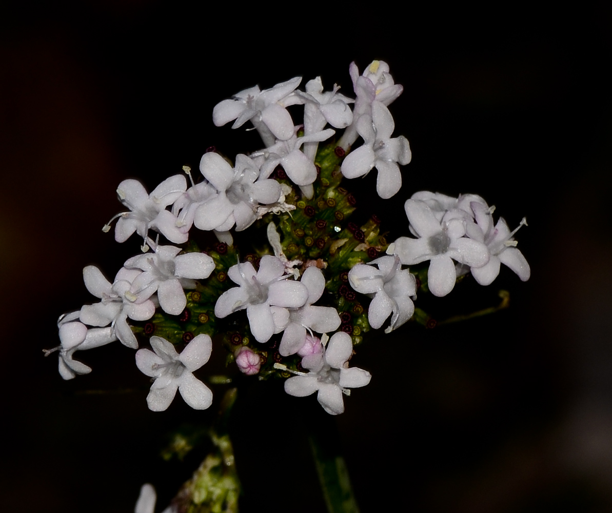 Изображение особи Valeriana dioscoridis.