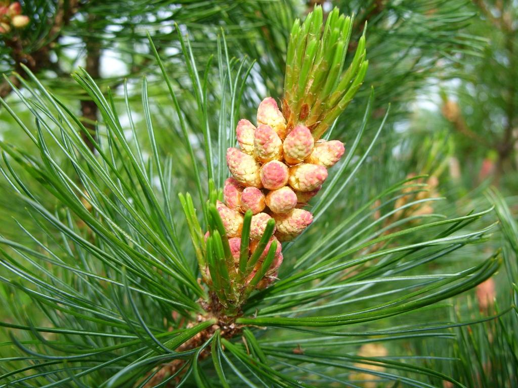 Изображение особи Pinus pumila.