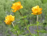 Trollius altaicus