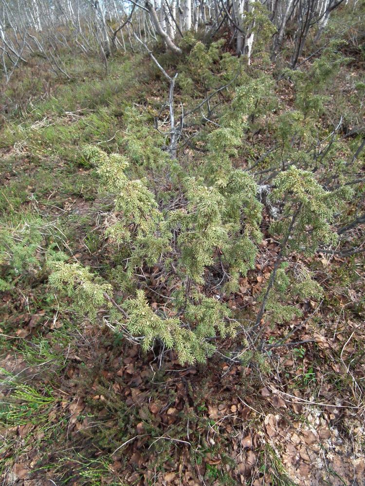 Image of Juniperus niemannii specimen.