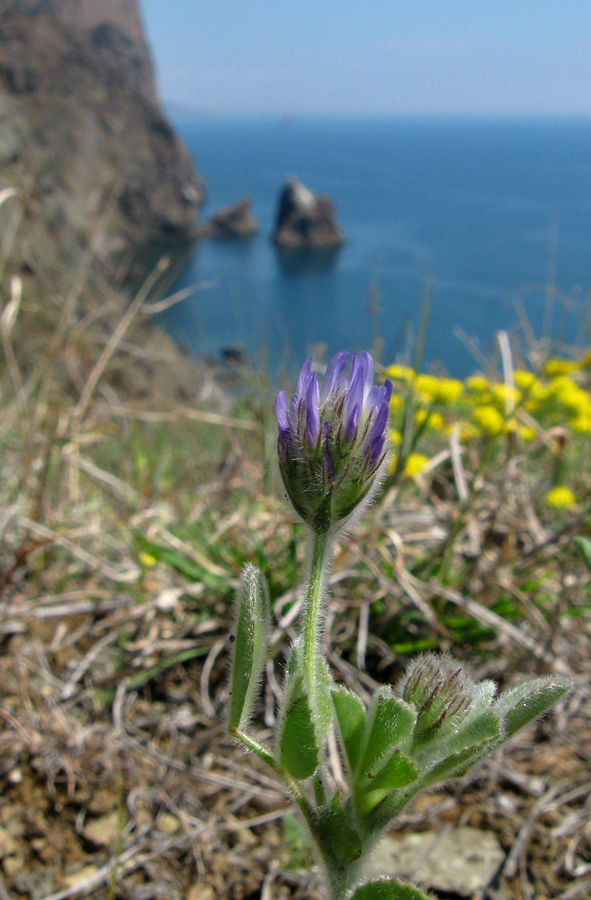 Image of Trigonella rotundifolia specimen.