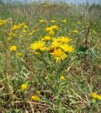 Inula britannica