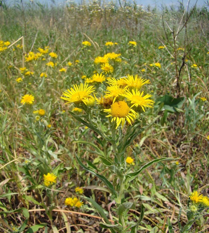 Изображение особи Inula britannica.