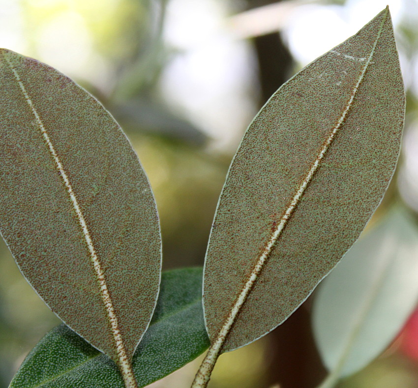 Image of Rhododendron rubiginosum specimen.