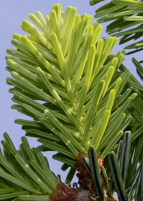 Image of Abies numidica specimen.
