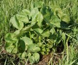 Caltha palustris