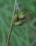 Carex michelii