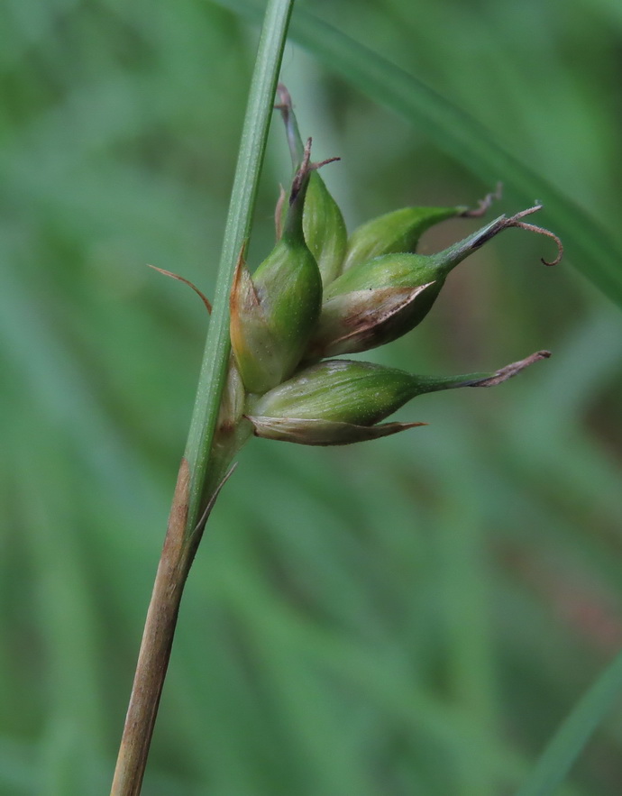 Изображение особи Carex michelii.