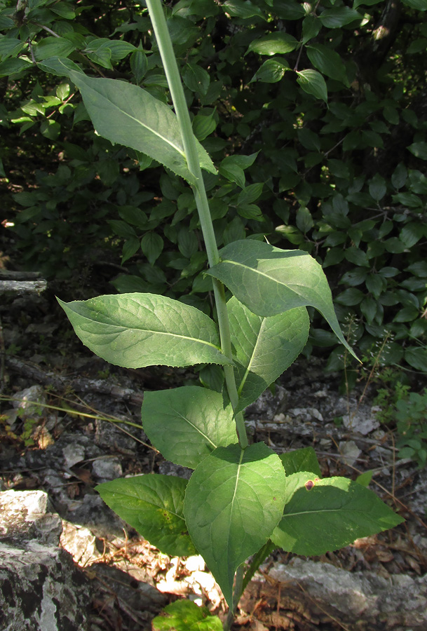 Image of Lactuca chaixii specimen.