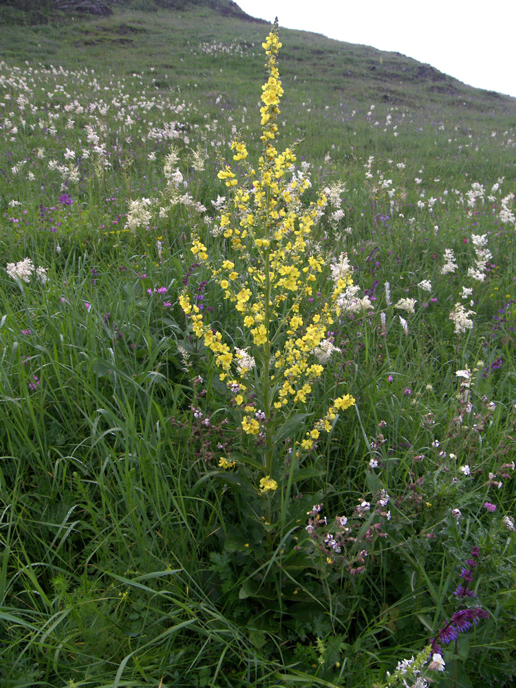 Image of Verbascum lychnitis specimen.