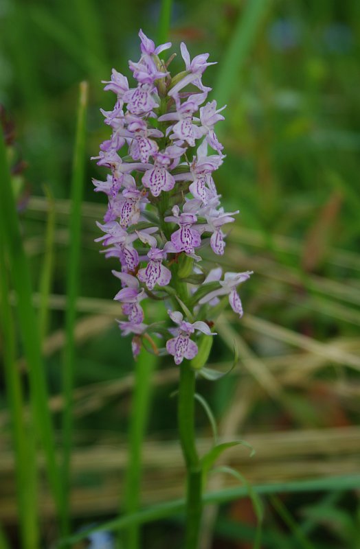 Изображение особи Dactylorhiza baltica.