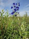 Delphinium cheilanthum