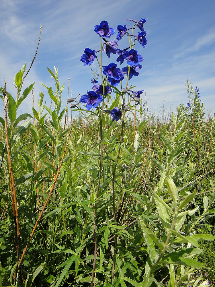 Изображение особи Delphinium cheilanthum.