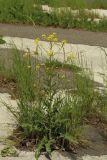 Bunias orientalis