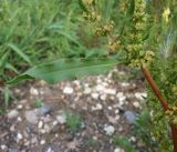 Rumex stenophyllus