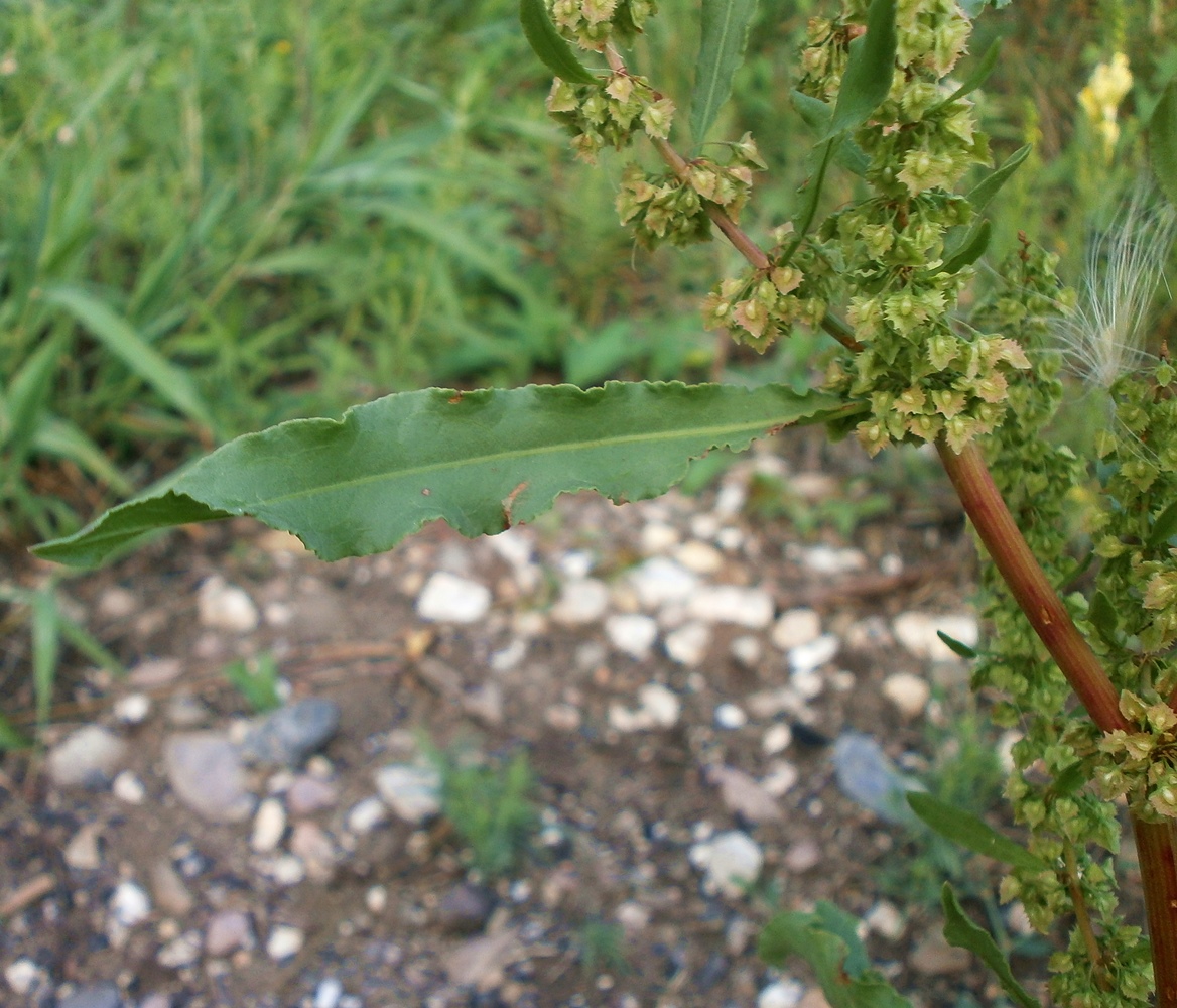 Image of Rumex stenophyllus specimen.