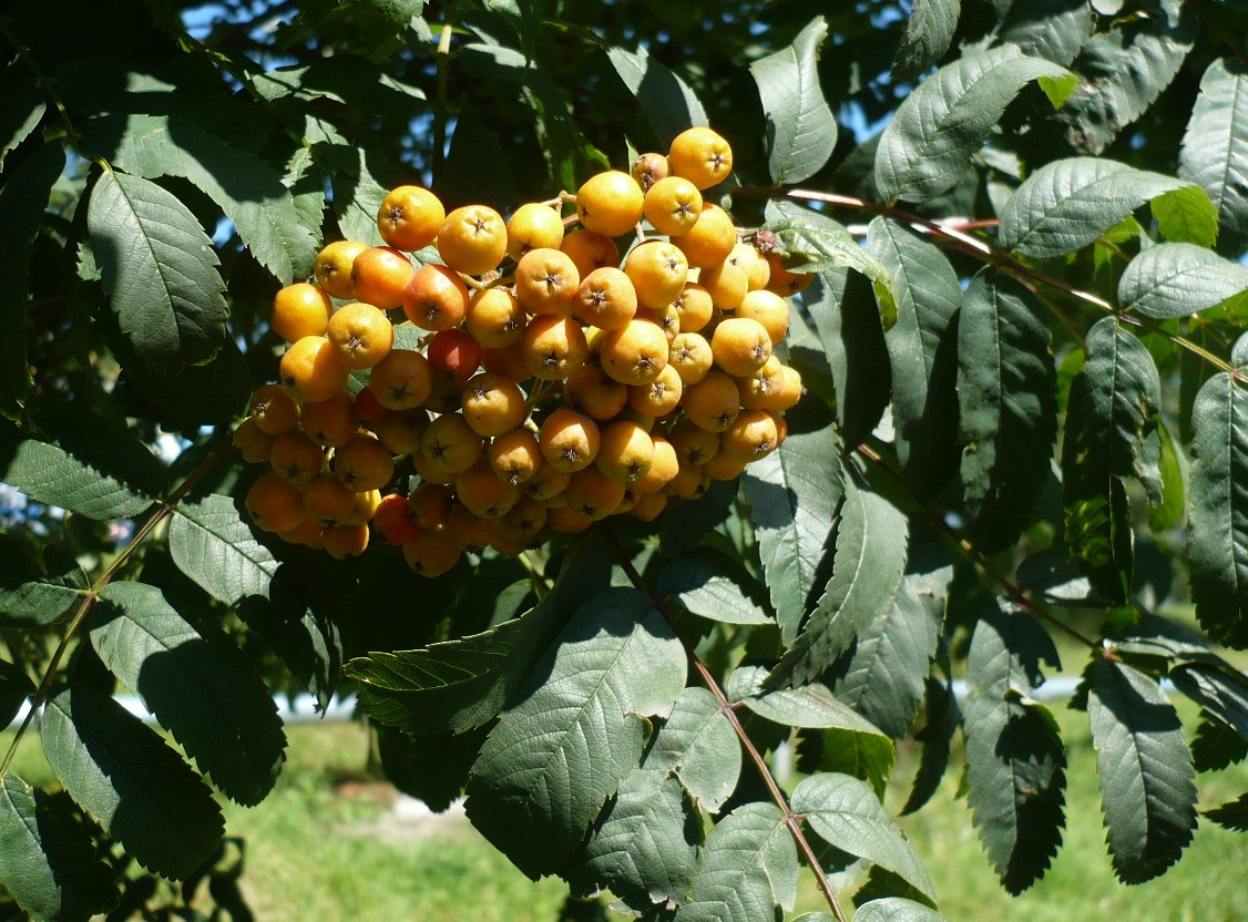 Image of Sorbus aucuparia specimen.