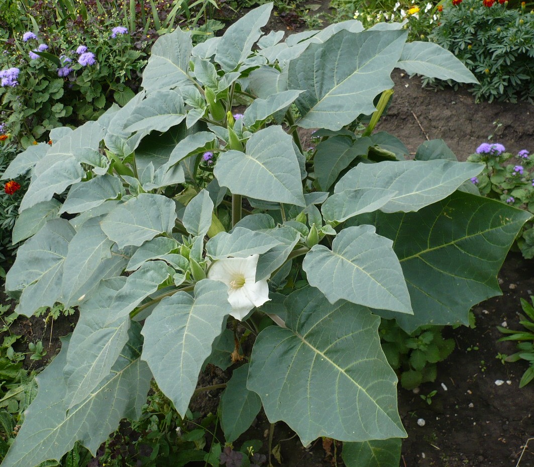 Image of Datura innoxia specimen.