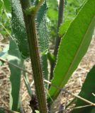 Picris hieracioides