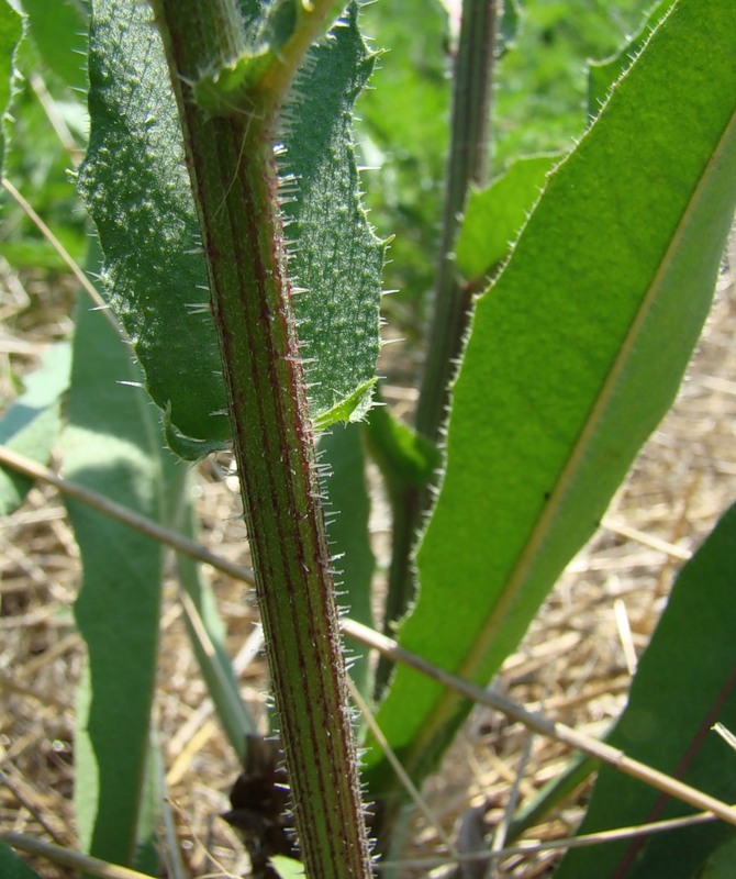 Image of Picris hieracioides specimen.