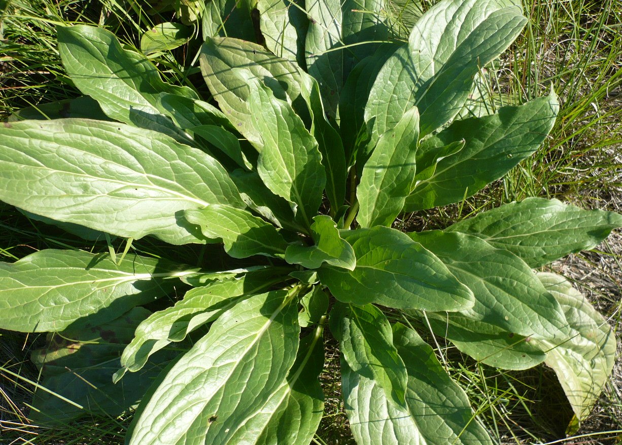 Image of Cynoglossum officinale specimen.