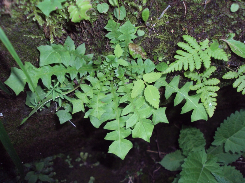 Image of Aposeris foetida specimen.