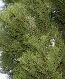 Cupressus torulosa. Ветви в средней части кроны. Германия, г. Дюссельдорф, Ботанический сад университета. 05.09.2014.