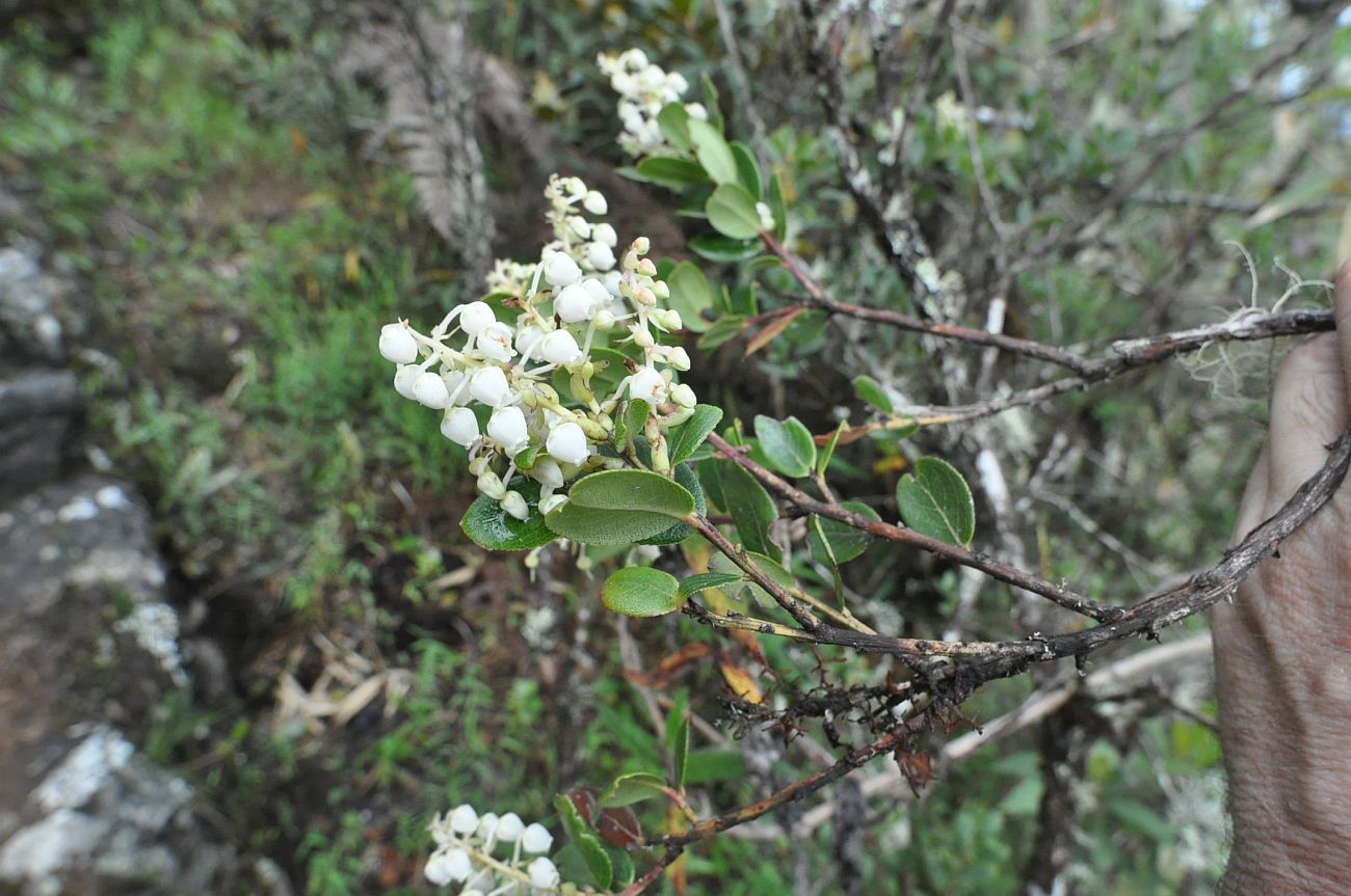 Изображение особи Agarista albiflora.