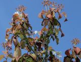 Viburnum plicatum. Верхушка кроны отцветающего растения. Германия, г. Дюссельдорф, Ботанический сад университета. 05.09.2014.