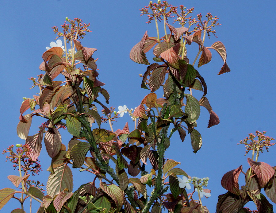 Изображение особи Viburnum plicatum.