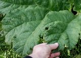 Gunnera tinctoria. Часть листовой пластинки. Германия, г. Дюссельдорф, Ботанический сад университета. 05.09.2014.