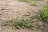 Persicaria lapathifolia. Цветущее растение на песчаном пляже в зоне забрызга. Ленинградская обл., Кургальский заказник, берег Финского залива. 16.08.2014.