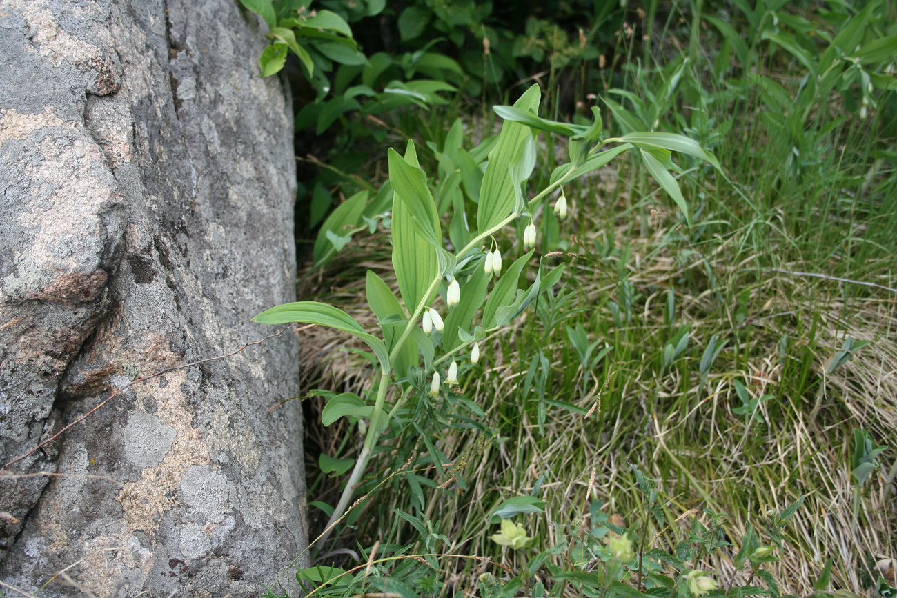 Image of Polygonatum odoratum specimen.