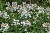 Saponaria officinalis