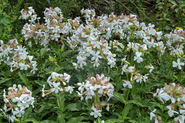 Image of Saponaria officinalis specimen.