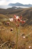 Allium moschatum. Соцветие. Крым, Феодосийский горсовет, пос. Орджоникидзе, гора Джан-Кутаран. 5 сентября 2011 г.