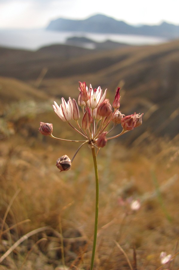 Image of Allium moschatum specimen.