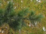 Pinus strobus