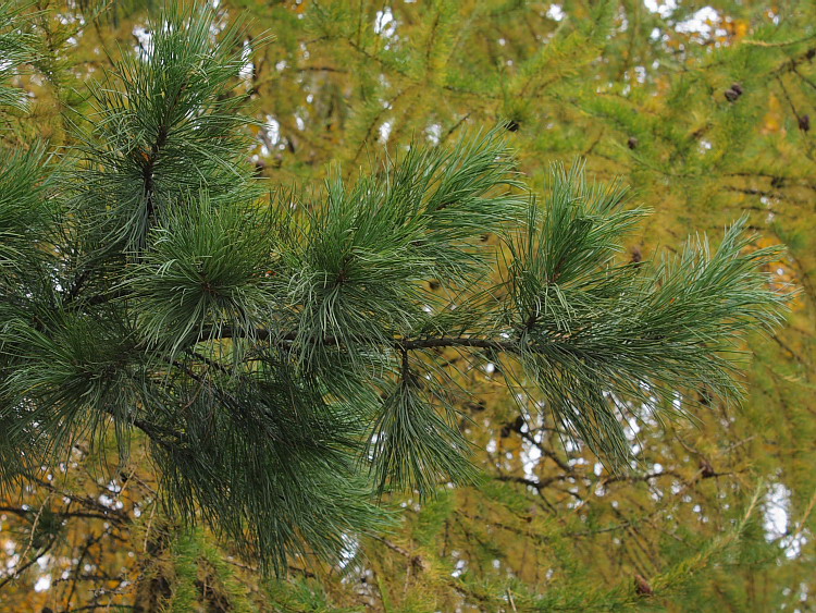 Image of Pinus strobus specimen.