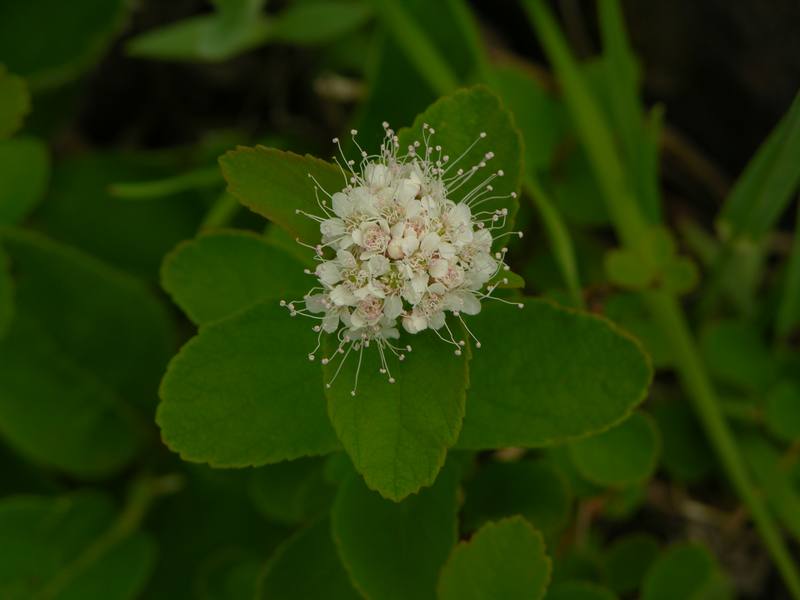 Image of Spiraea beauverdiana specimen.