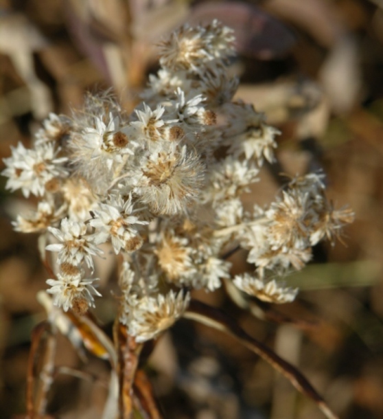 Image of Anaphalis margaritacea specimen.